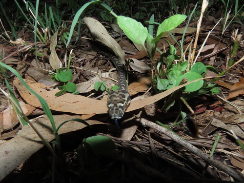 Coastal Carpet Python sighting