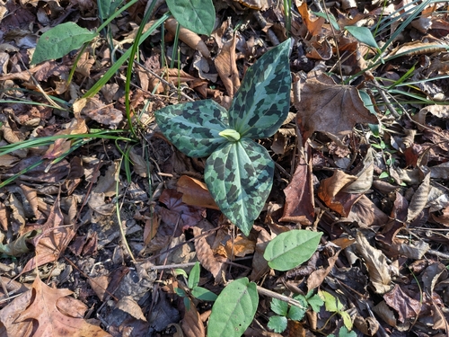 Image of Trillium underwoodii by no rights reserved