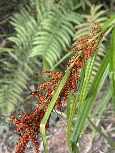 Carex baccans