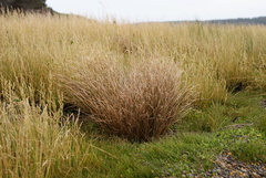 Carex litorosa