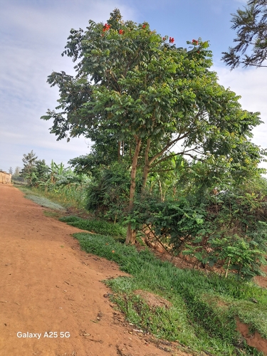 African tulip tree