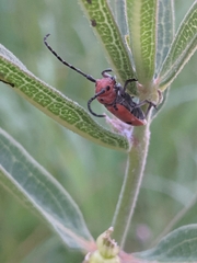 Tetraopes annulatus