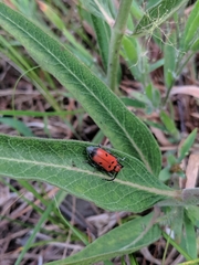 Tetraopes annulatus