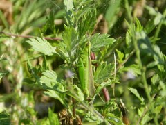 Mecostethus parapleurus