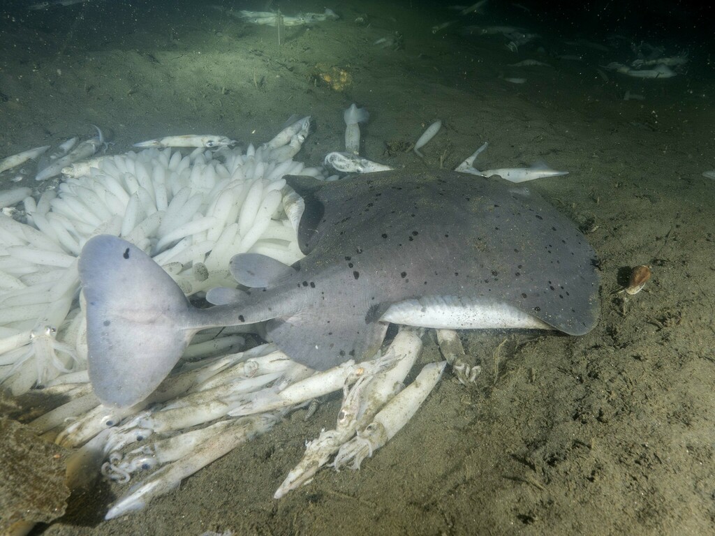 Electric ray (Tetronarce californica) — Torpedinidae
