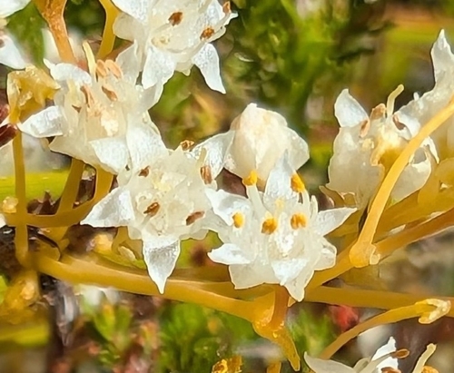 Ridged Dodder (Cuscuta angulata)