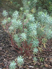 Euphorbia glauca