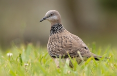 Spotted Dove photo 1