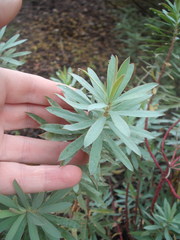 Euphorbia glauca