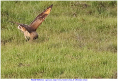 Asio capensis capensis