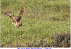 Asio capensis capensis