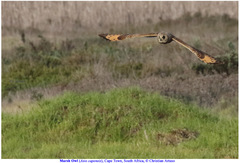 Asio capensis capensis