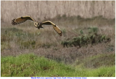Asio capensis capensis