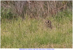 Asio capensis capensis