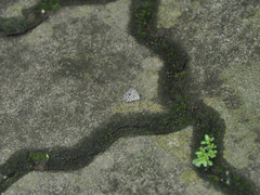 Megisba malaya sikkima