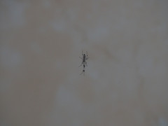 Zosis geniculata