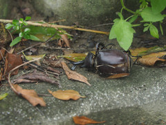 Trypoxylus dichotomus