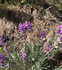 Oxytropis lambertii