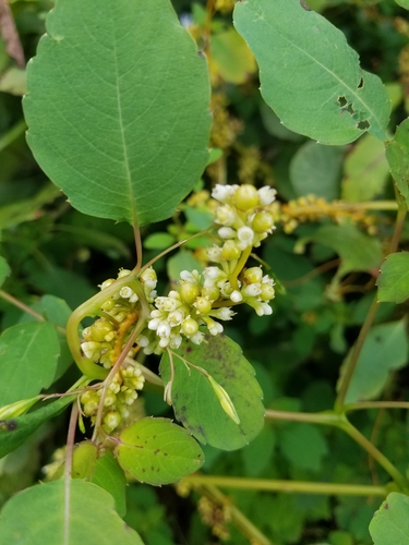 Image of Scaldweed (Cuscuta gronovii) by (c) Bob Schwartz, some rights reserved (CC BY)