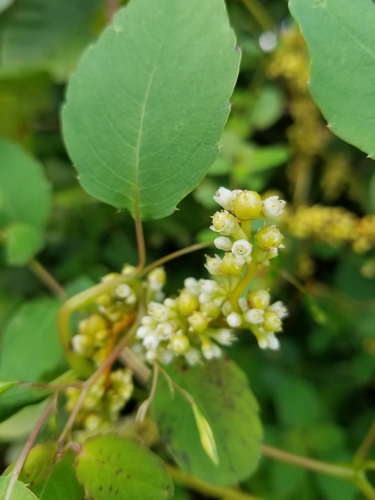 Image of Scaldweed (Cuscuta gronovii) by (c) Bob Schwartz, some rights reserved (CC BY)