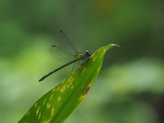 Leptogomphus sauteri formosanus