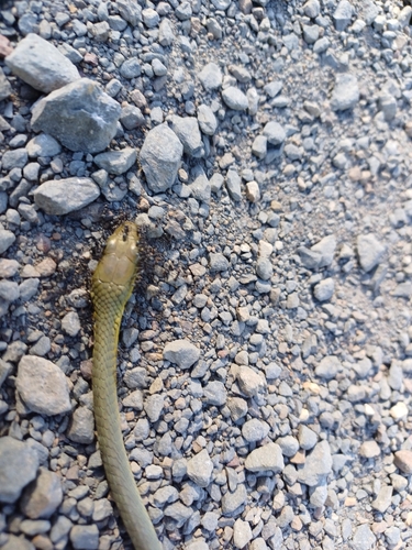 Common Tree Snake sighting