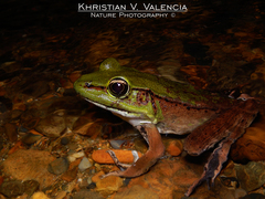 Lithobates vaillanti