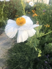 Romneya coulteri