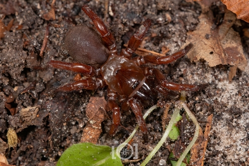 Myrmekiaphila torreya