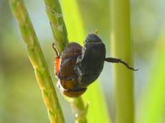 Callirhinus metallescens