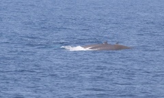 Ziphius cavirostris
