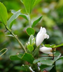 Costus arabicus