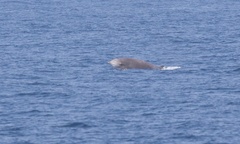 Ziphius cavirostris