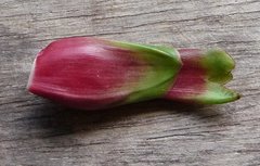 Costus arabicus