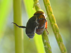 Callirhinus metallescens