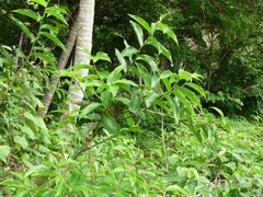 Costus arabicus
