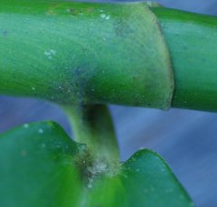 Costus arabicus
