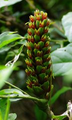 Costus arabicus