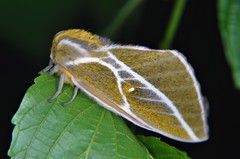 Syssphinx albolineata