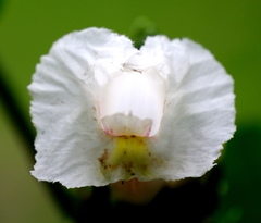 Costus arabicus