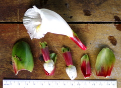 Costus arabicus