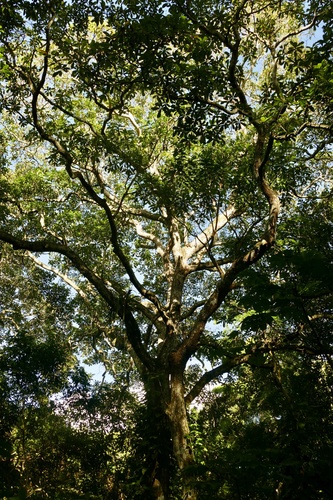 Wild cashew (Anacardium excelsum)