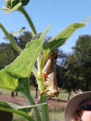 Melanoplus differentialis