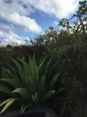 Agave caymanensis
