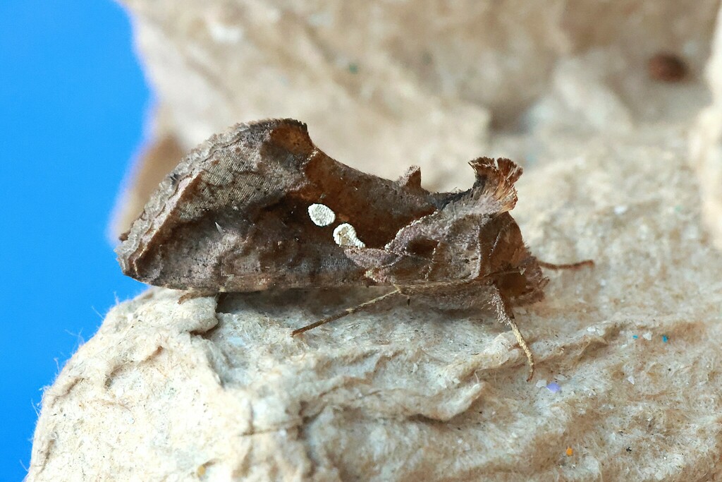 Chrysodeixis politus