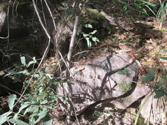 Lampropeltis knoblochi