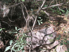 Lampropeltis knoblochi