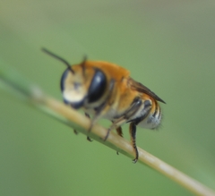 Megachile lanata