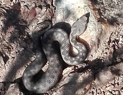 Vipera latastei