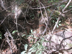 Lampropeltis knoblochi